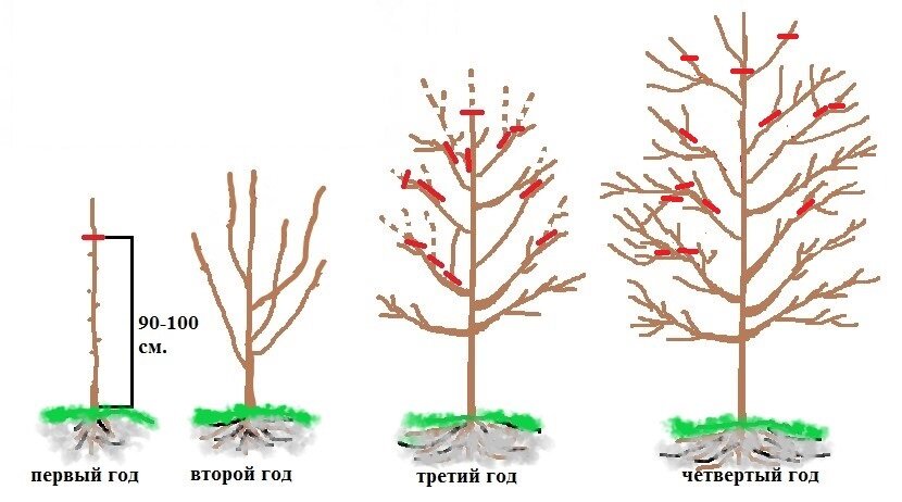 Подмерзли плодовые, что делать