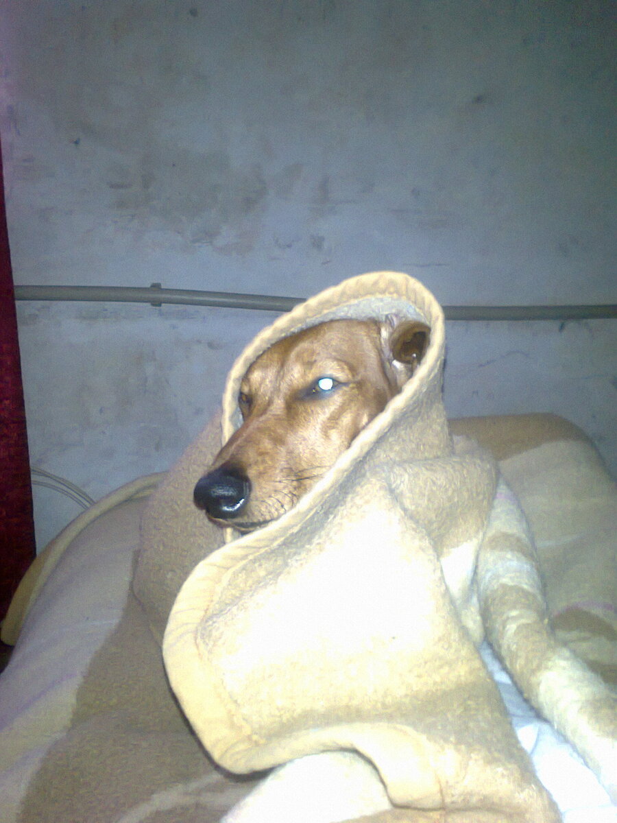 Коляныч
