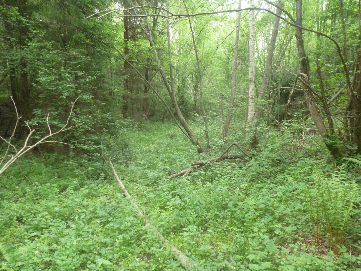 Река. С бобрами))