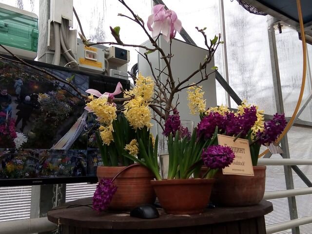 Гиацинты на выставке "Репетиция весны" в ботаническом саду МГУ имени М.В. Ломоносова "Аптекарский огород". Фото автора