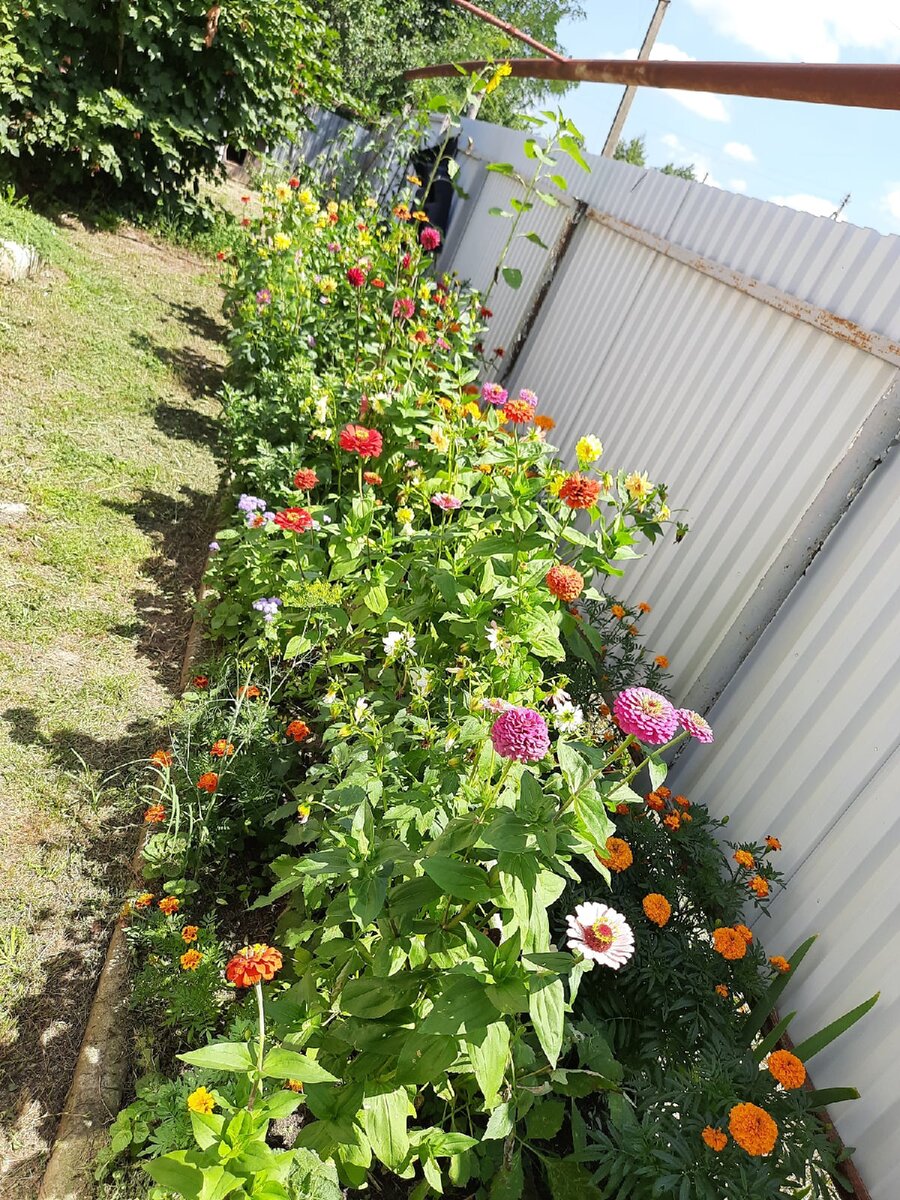 Перед домом растут у мамы всевозможные цветочки