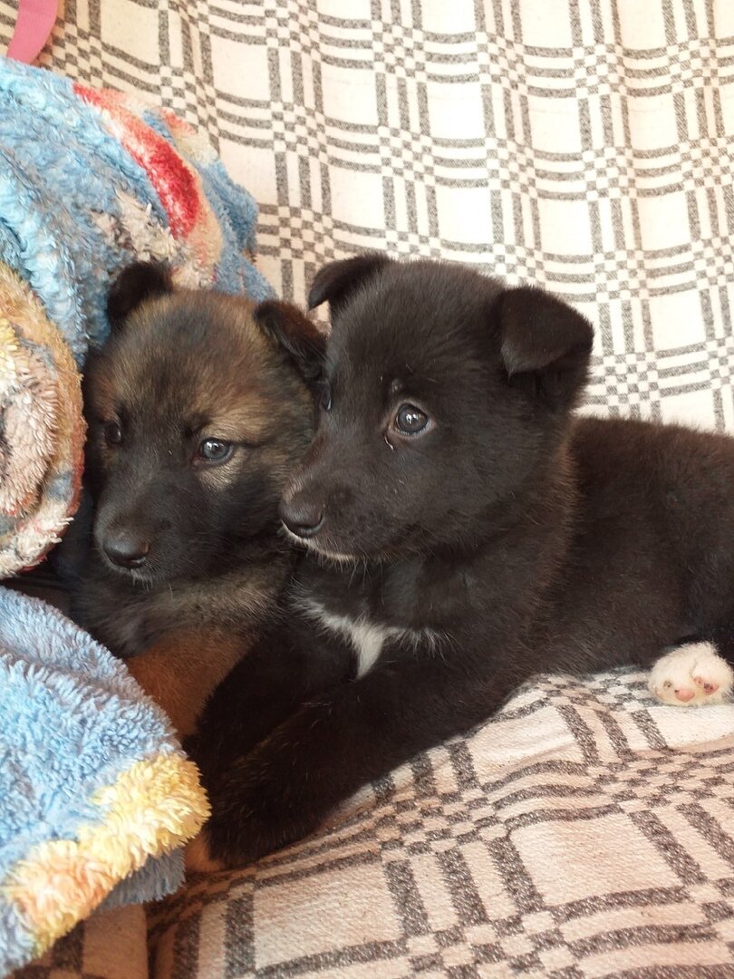 две девочки которых нашли дети на рынке. Скорее всего брошенные коробочниками.