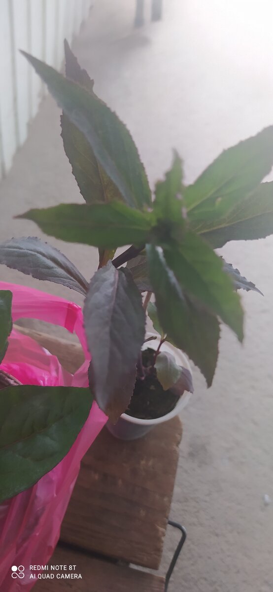 Лобелия многолетняя