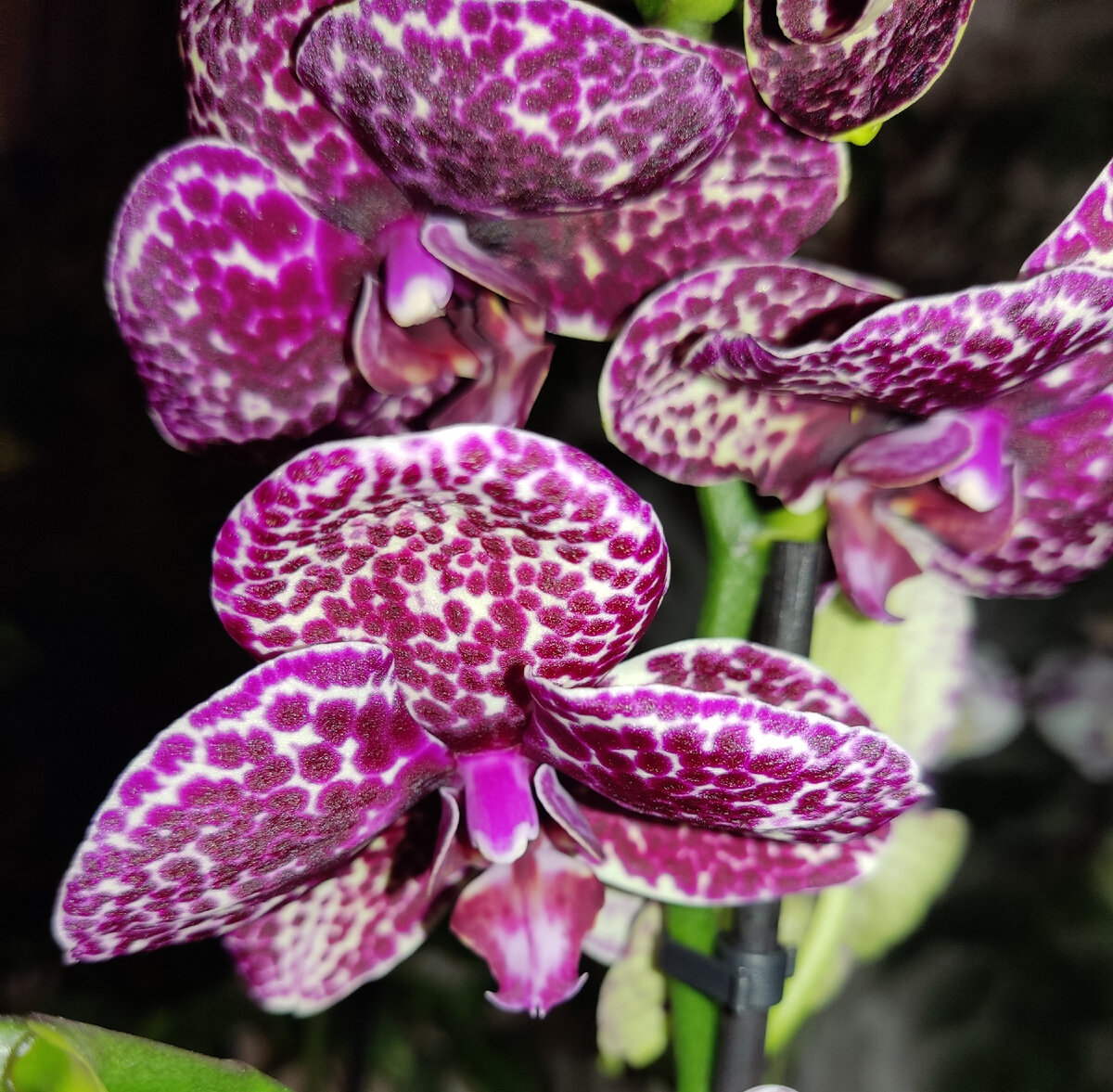 Ну ведь точно бархат. 