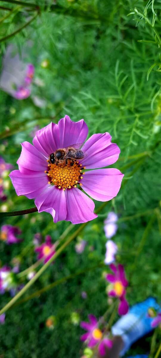 Косме́я, или Ко́смос (лат. Cósmos) — род однолетних и многолетних травянистых растений семейства Астровые, или Сложноцветные (Asteraceae).