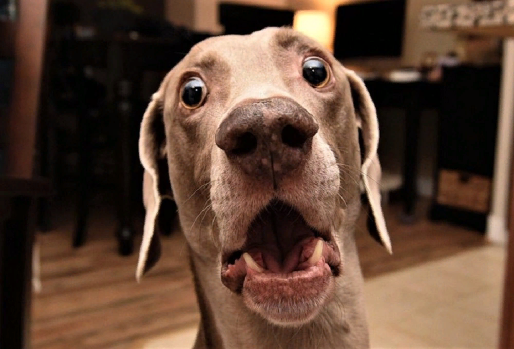Собака в шоке. Удивление животных. Удивленный пес. Собака с удивленными глазами.