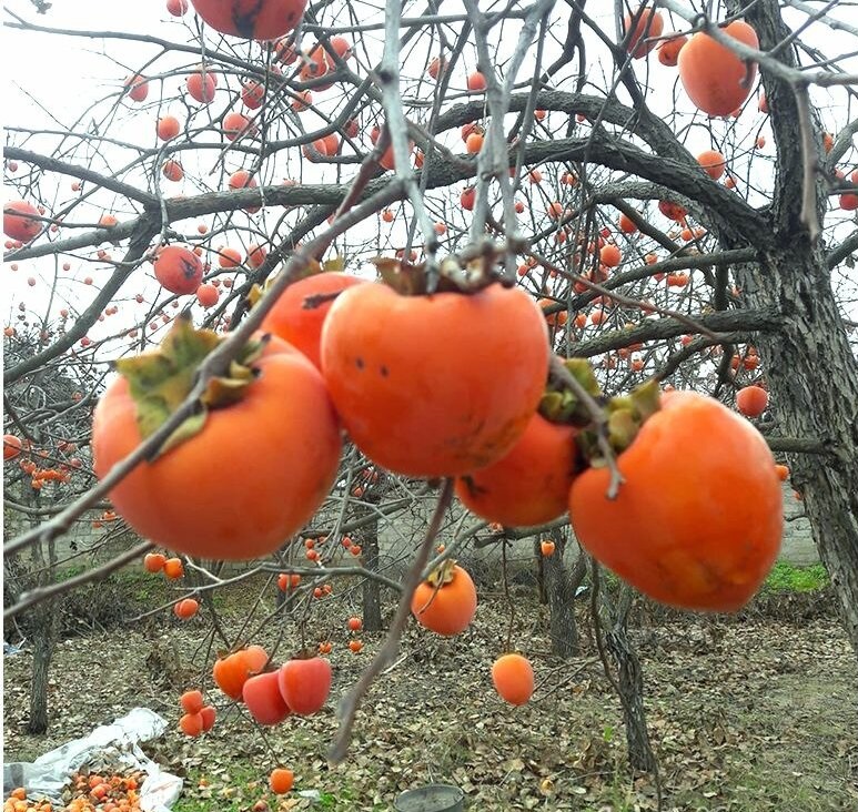 Какие продукты обладают омолаживающим эффектом для организма1