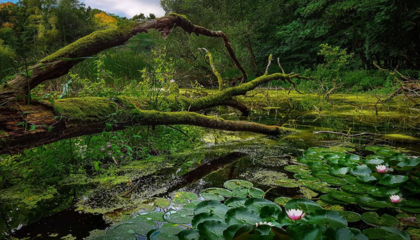 болото, фото с сайта desktopwallpapers.ru