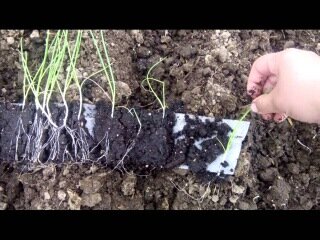Как посеять лук в улитку