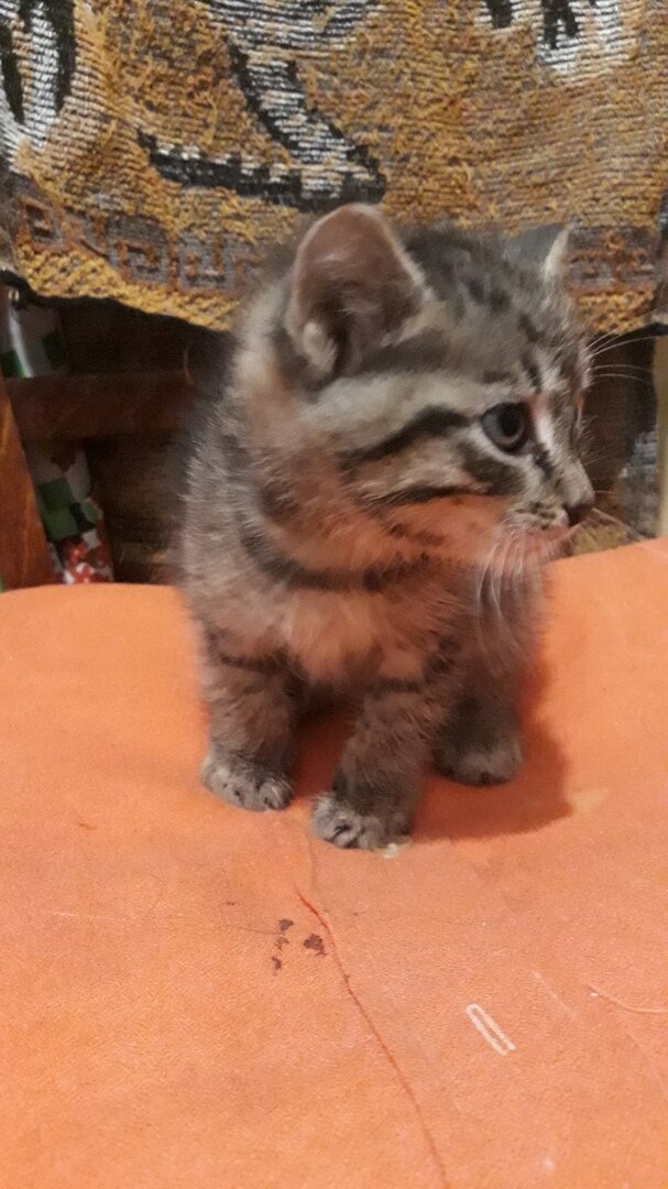 Котёночек
