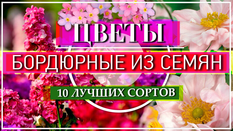 Если Вам интересно посмотреть, какие же бордюрные цветы  буду сеять Я, этой весной, то можете посмотреть мое видео, в конце этой статьи
