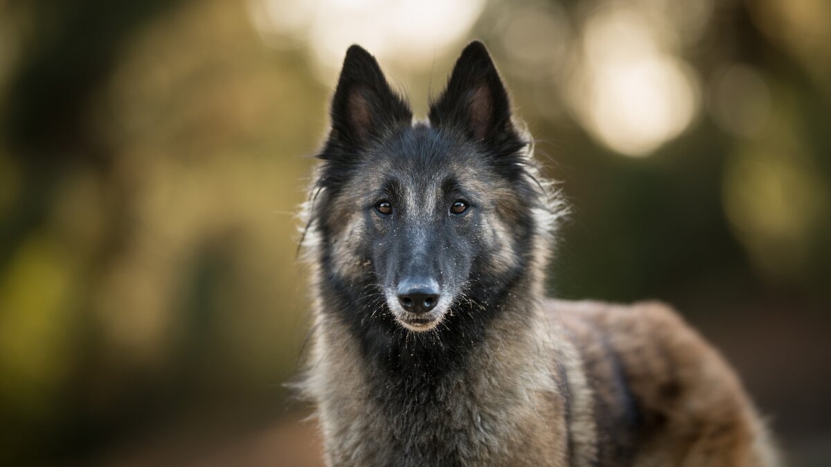 источник: яндекс-поиск