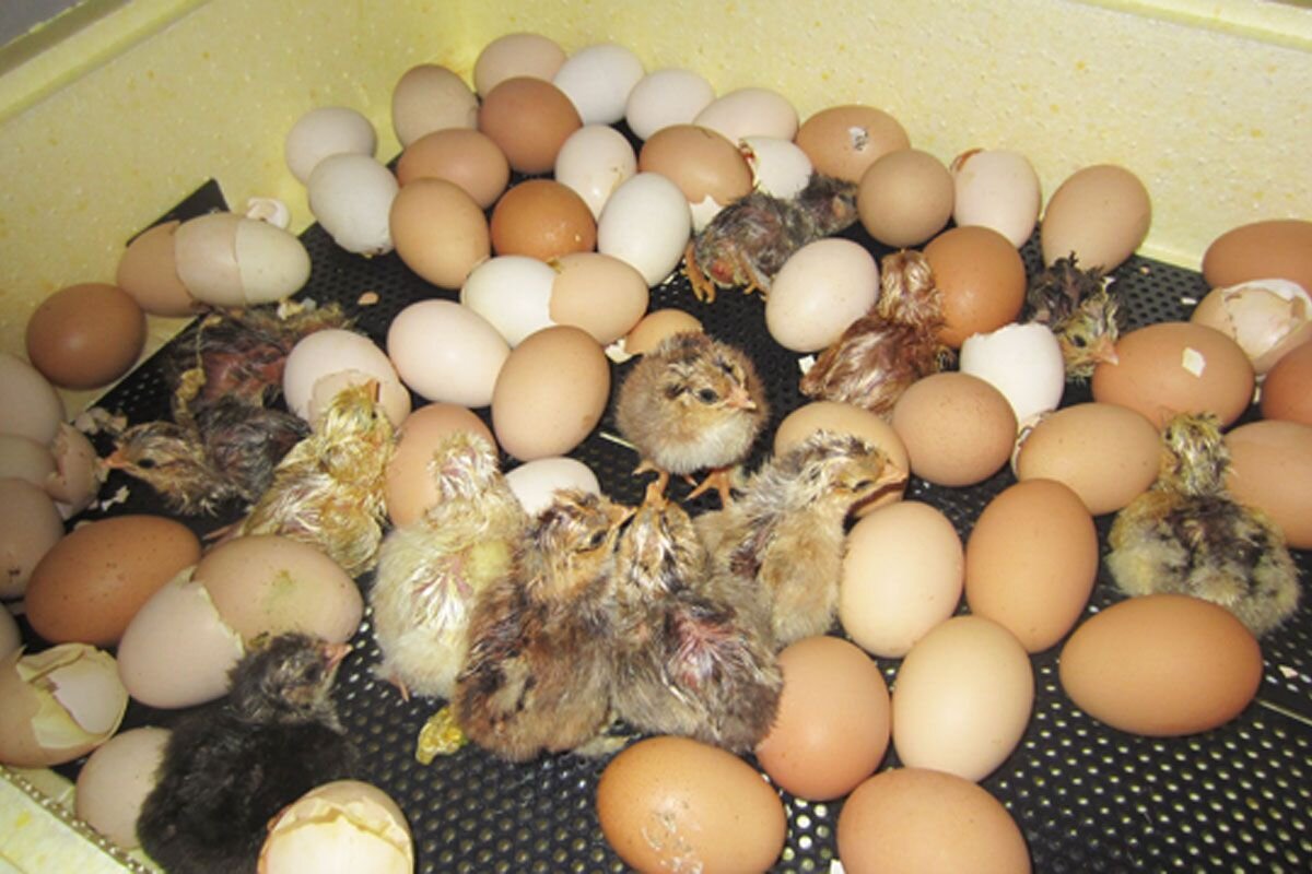 Цыплята в инкубаторе