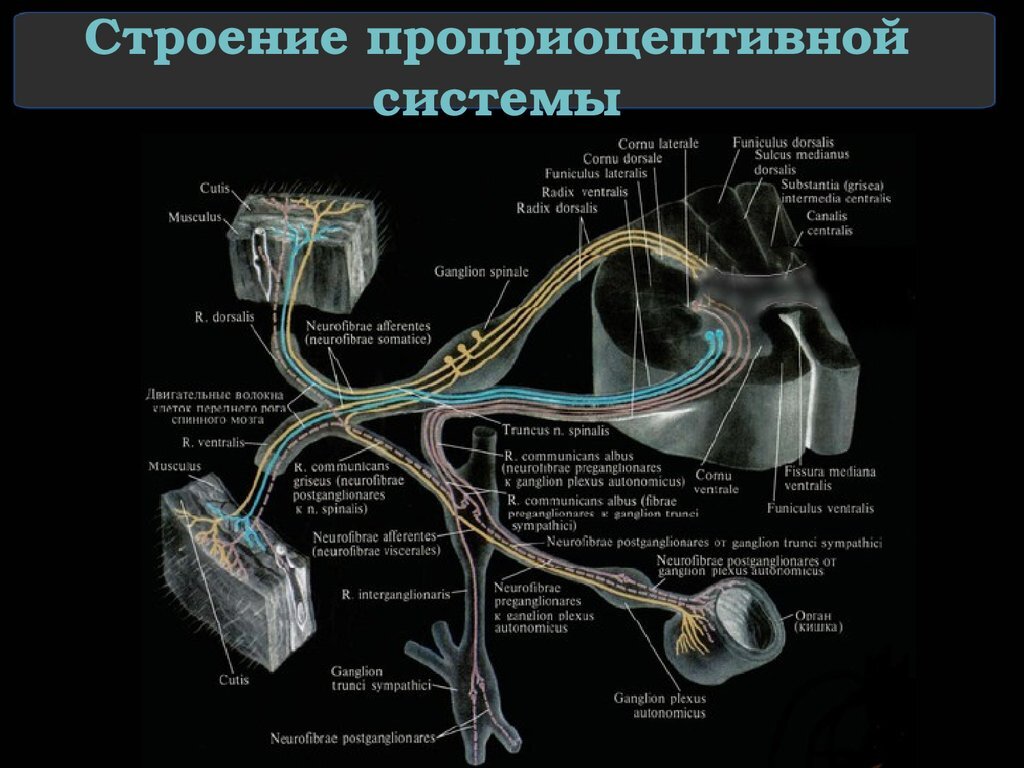 Проприоцептивная чувствительность презентация