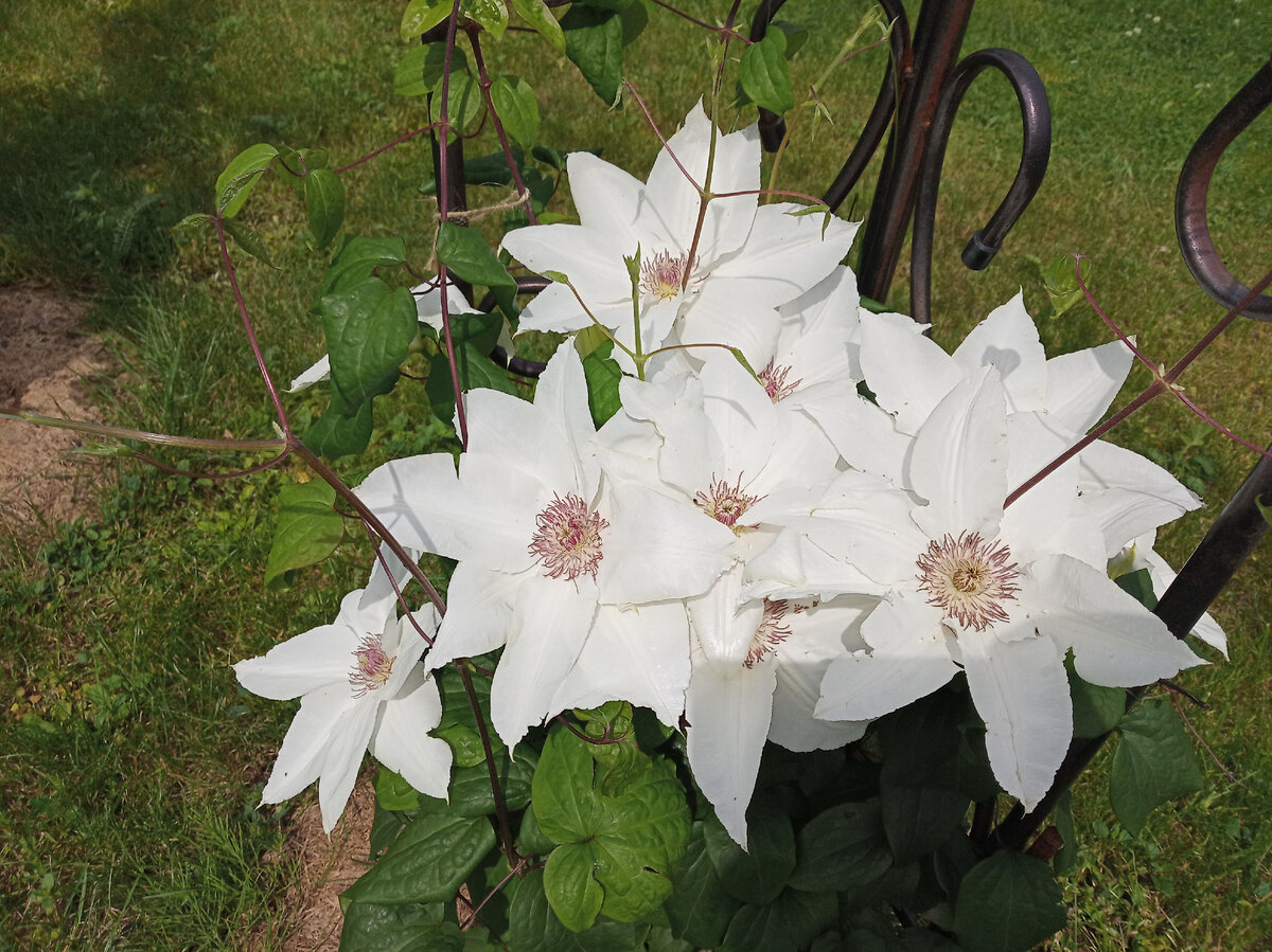 Клематис Бьютифул Брайд "Beautiful Bride" фото май 2021