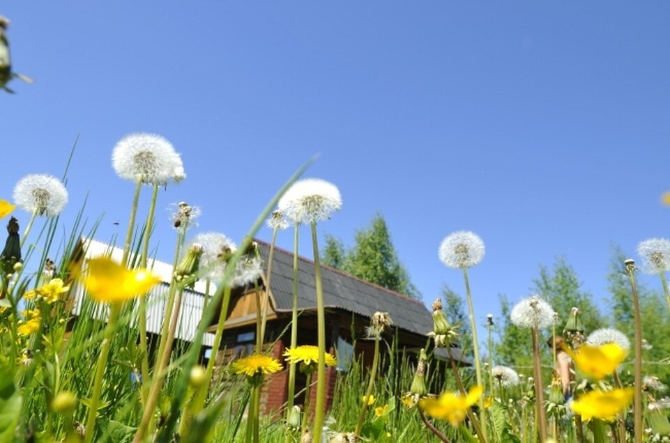     Россиян предупредили о штрафах за ромашки и одуванчики на дачных участках Олег РУКАВИЦЫН