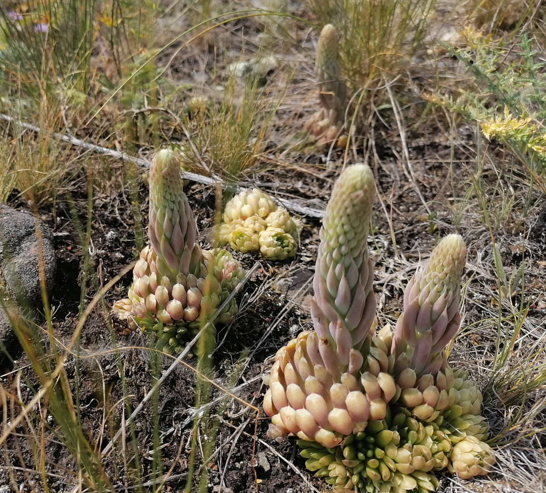 "российский кактус" - фото автора