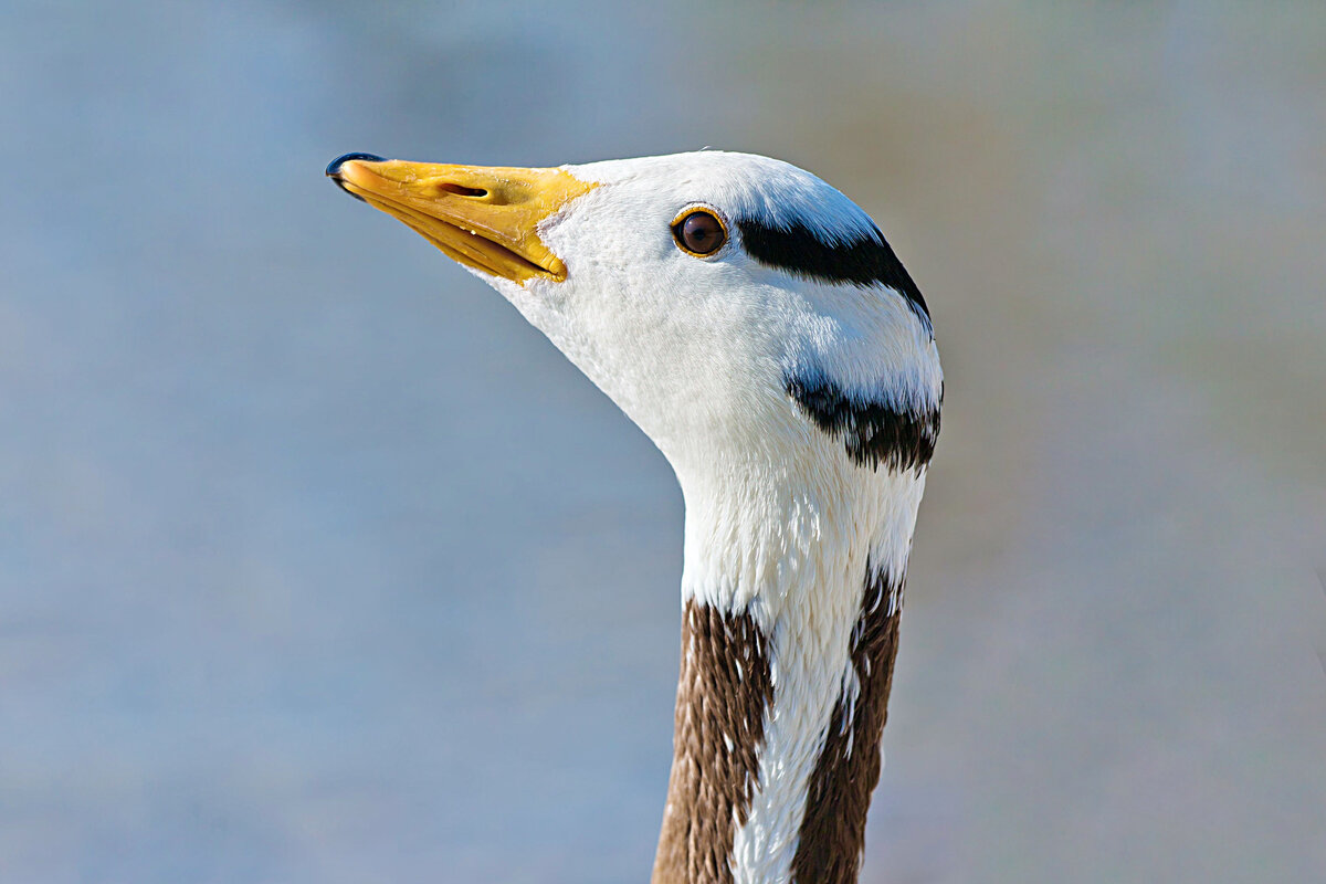 Как живёт горный гусь: 10 интересных фактов из жизни перелётной птицы