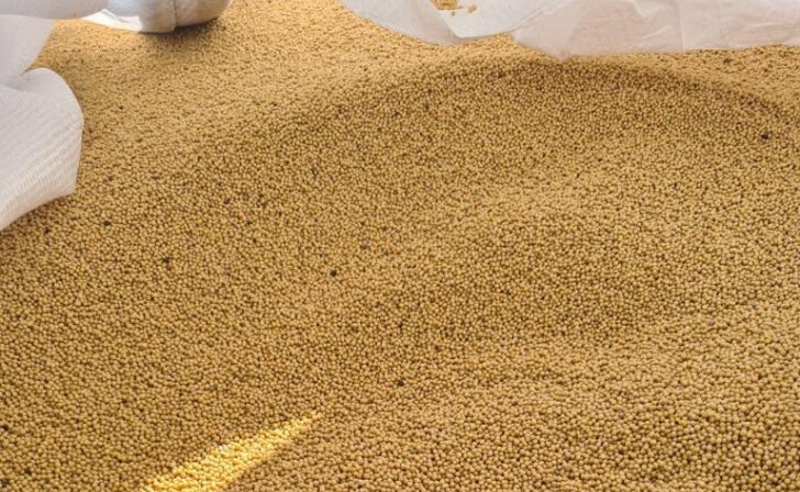    В Польшу, Украину, Беларусь отправлено 1,2 тыс.тонн горчицы из Курской области