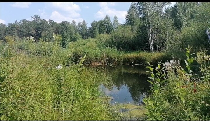 Территория парка. Фото автора