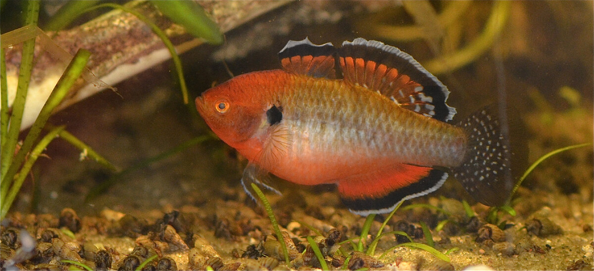 Empire Gudgeon или Имперский пескарь