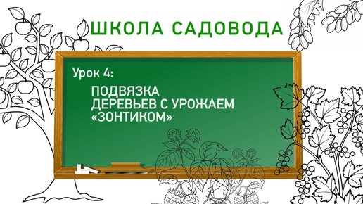 Подвязка деревьев с урожаем «зонтиком». Школа садовода. Урок 4