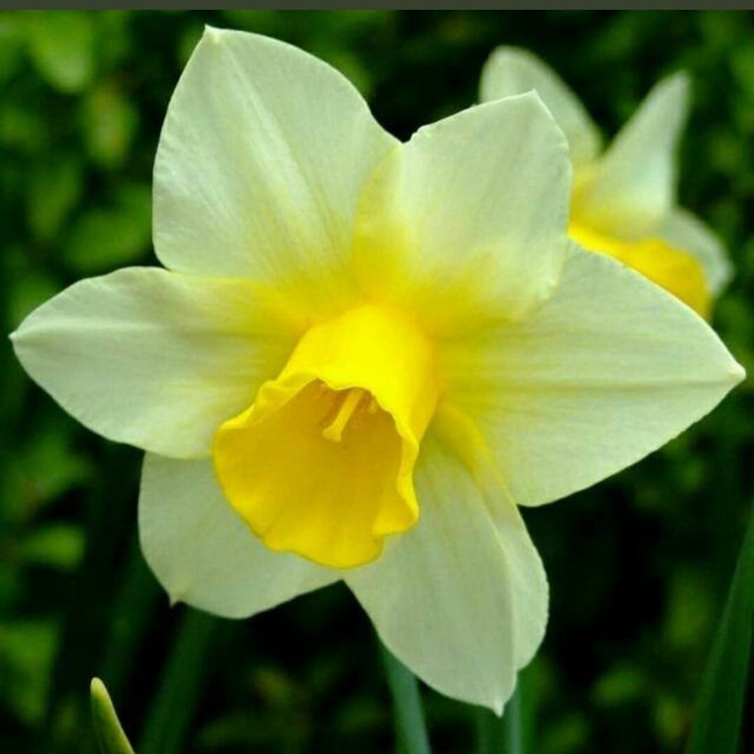 Вы, наверняка встречали эдаких самовлюблённых, эмоционально раскачанных мужчин, вокруг которых вертится мир. Или по крайней мере, должен вертеться. 