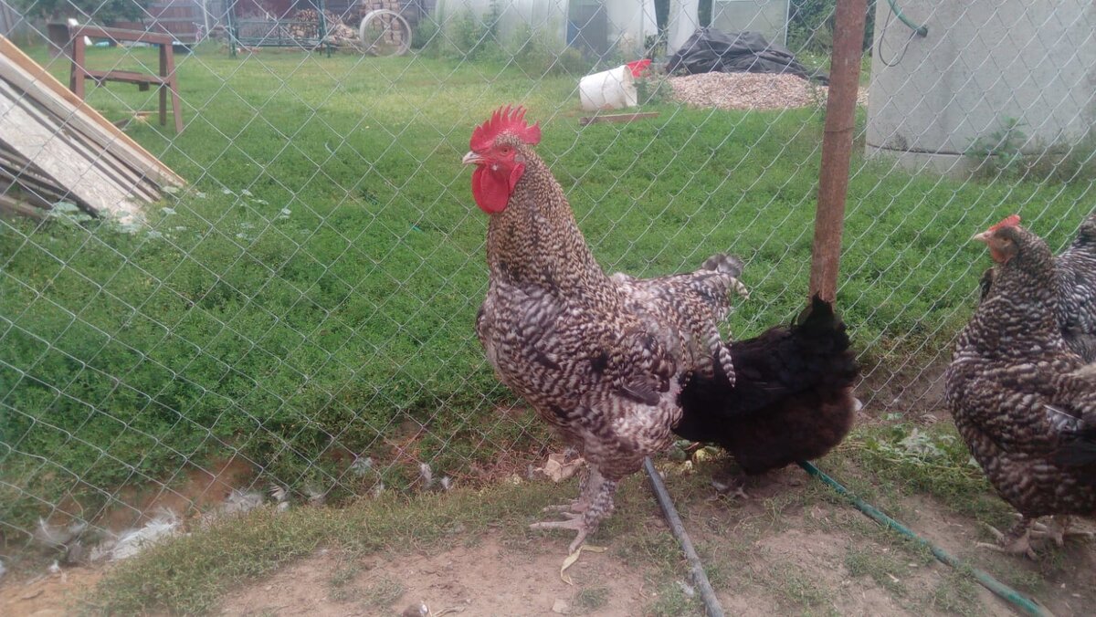 Мехеленский петух