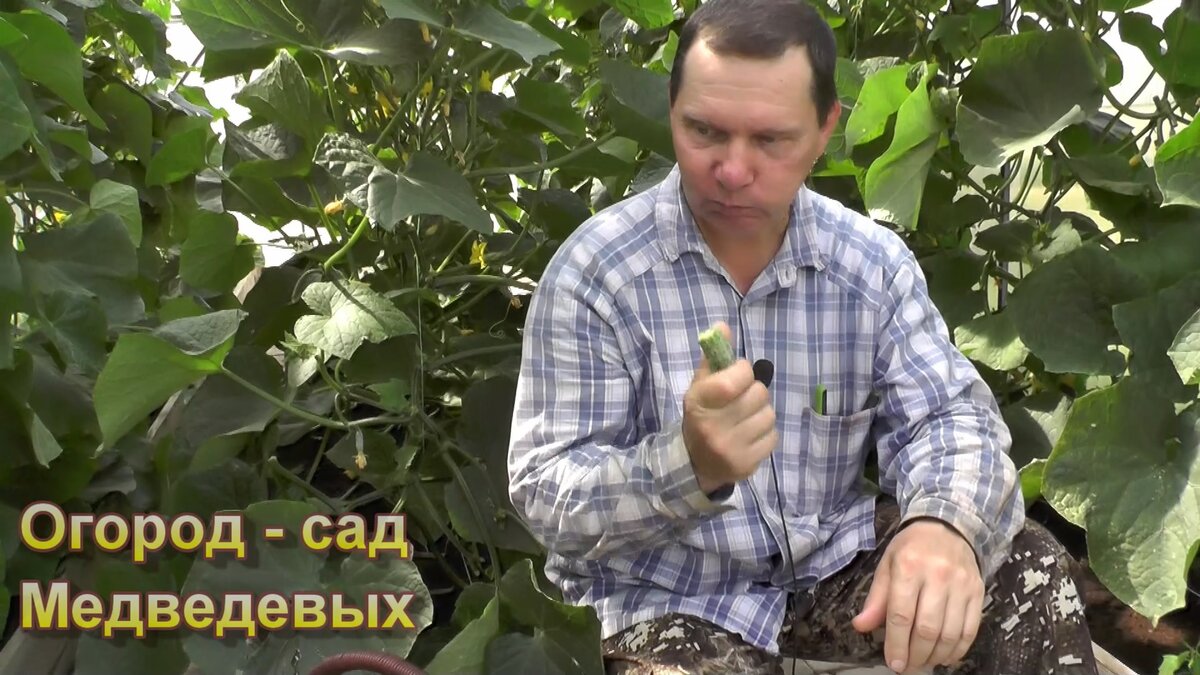 По вкусу мне нравятся больше пчелоопыляемые сорта