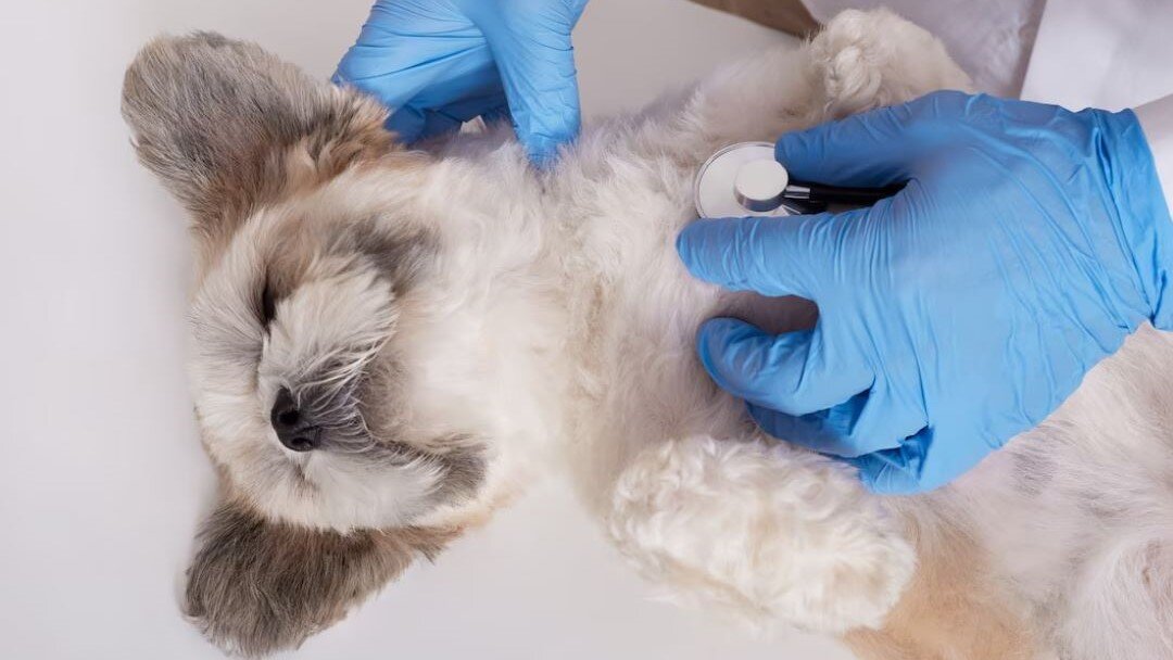    Югорские ветеринары отправились на дачи