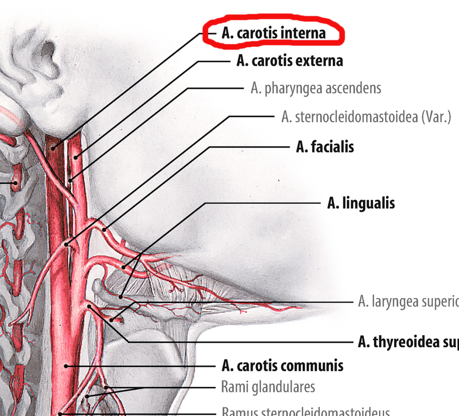 Внутренняя сонная артерия картинки