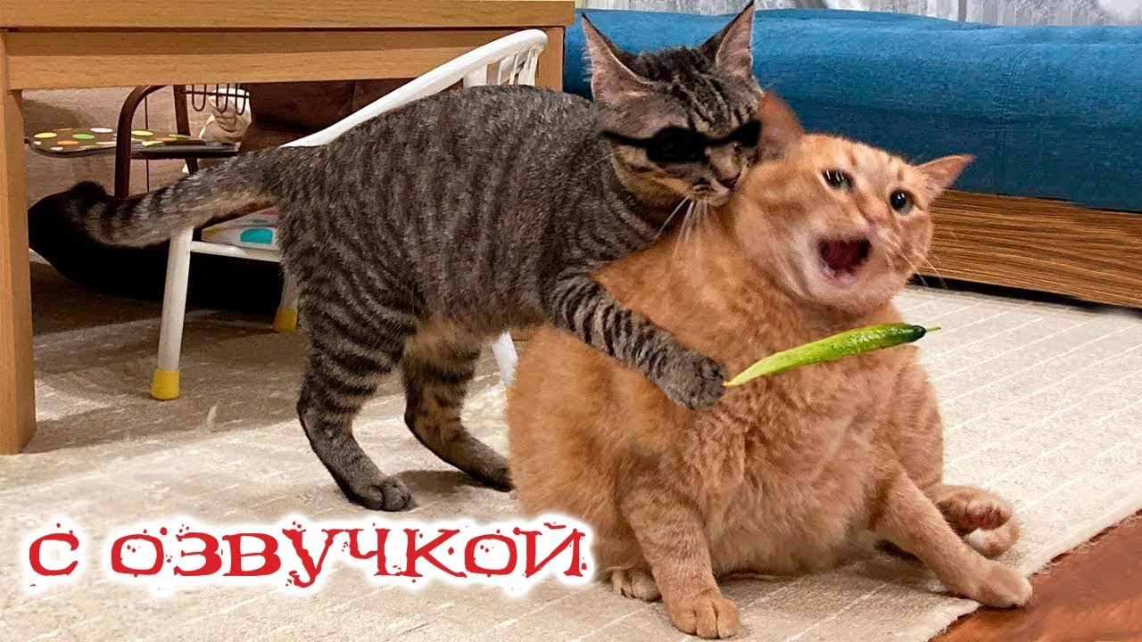 Приколы с котами! С ОЗВУЧКОЙ! Самые Смешные Животные! СМЕШНЫЕ коты и собаки!