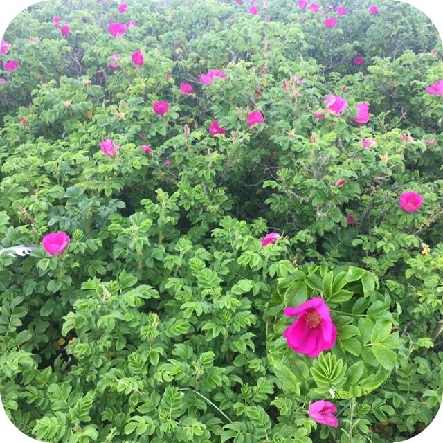 Остров Ягры.