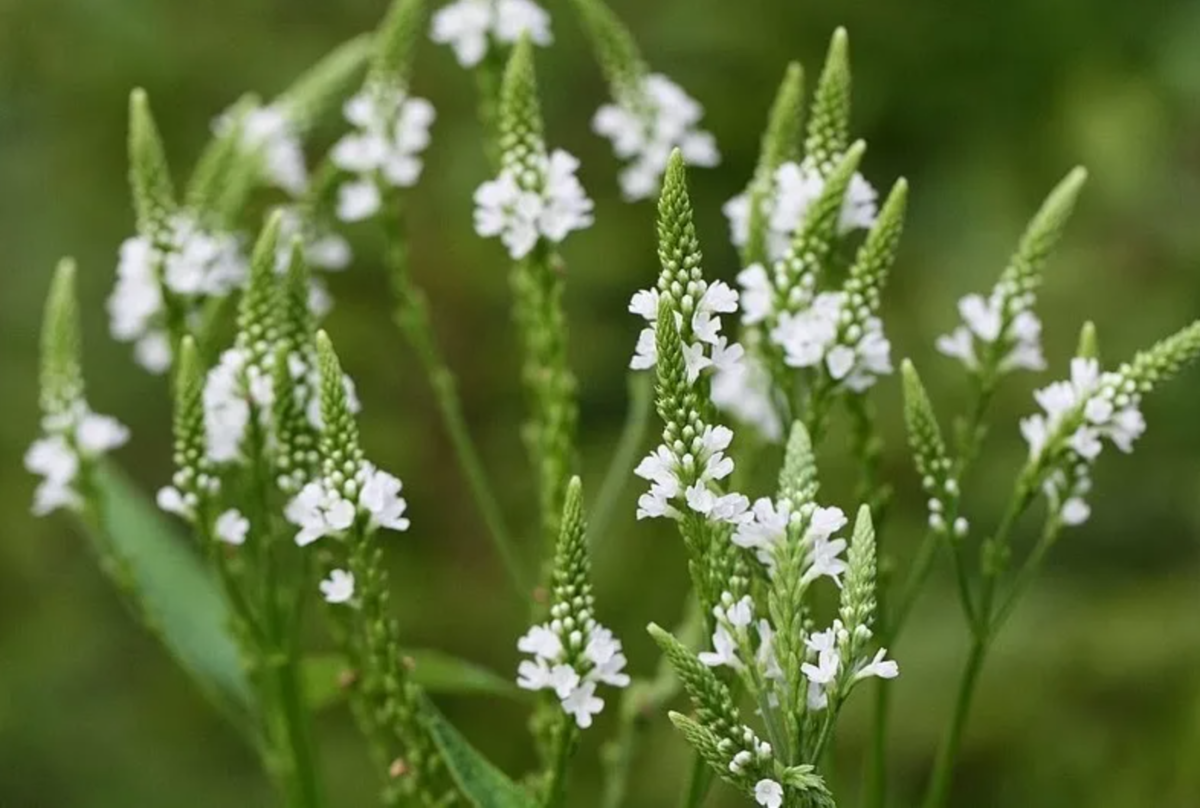 Plant 2014. Вербена копьевидная. Вербена хастата. Verbena hastata Вербена копьевидная. Вербена лимонная.