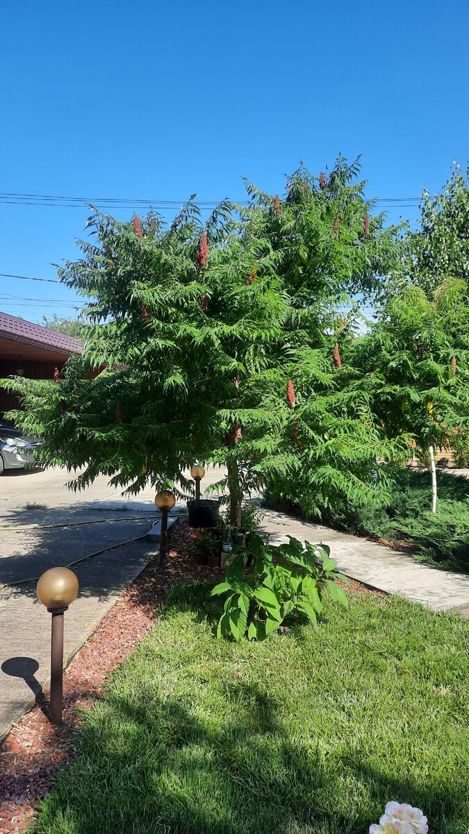 Очень импозантное и помпезное дерево