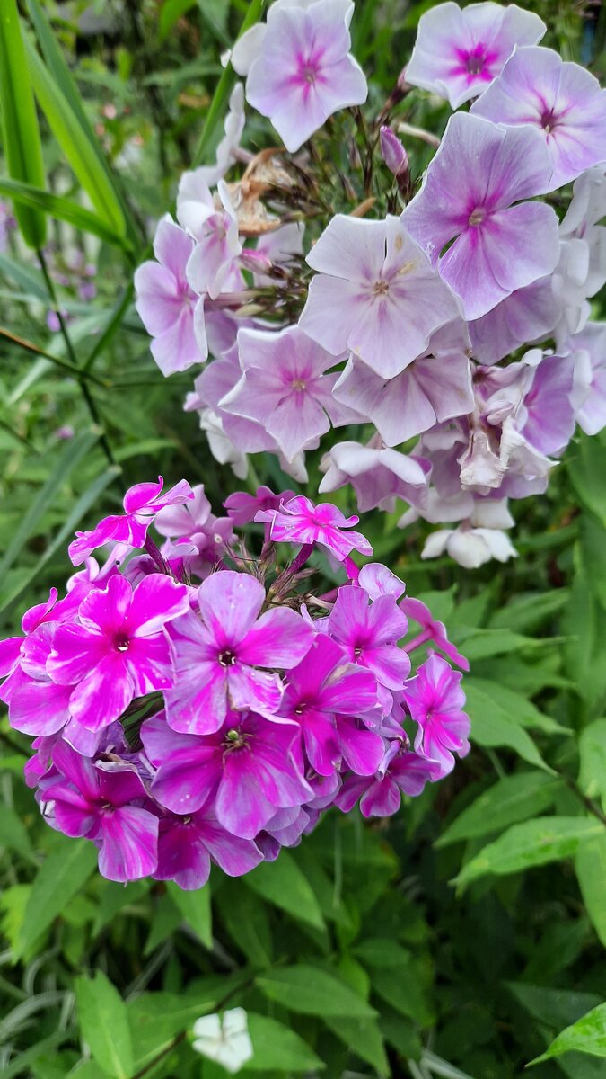 Два брата - не разлей вода)))