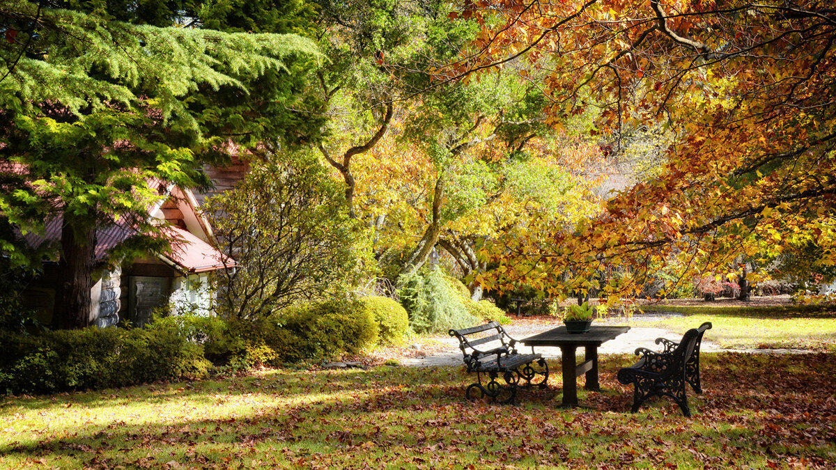 Источник фото: https://s1.1zoom.ru/b5050/547/Parks_Autumn_Trees_496378_2560x1440.jpg