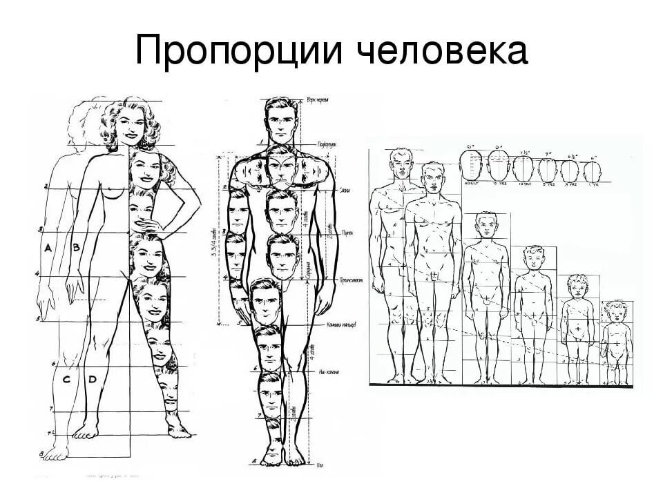Пропорции фигуры человека показать схемы пропорций
