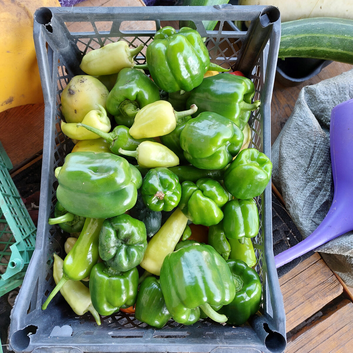 А вот привычное-перцы-оставлю. Но тоже никаких больше сортов типа "Забор"! Забор был экзотикой. Выписывала семена. А вот не показался он мне никак!!! Нужно просто на следующий сезон найти яркий, беспроблемный, хорошо растущий на Алтае перец болгарский и не такой бесцветный, как тут на фото. Даже никуда такой унылый перец не хочется класть ни в какую заготовку... Так что это белый, будет, конечно, использован, но только для клетчатки и всё. 