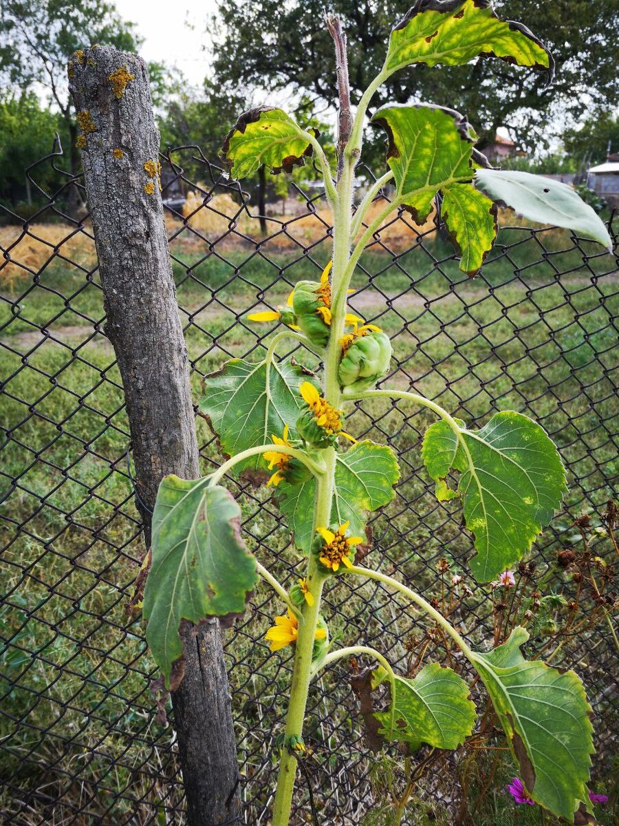 Мой аномальный подсолнух