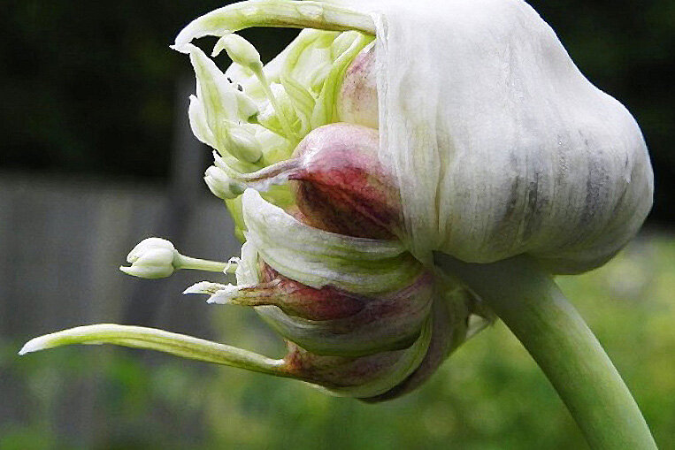 Созревают семена чеснока