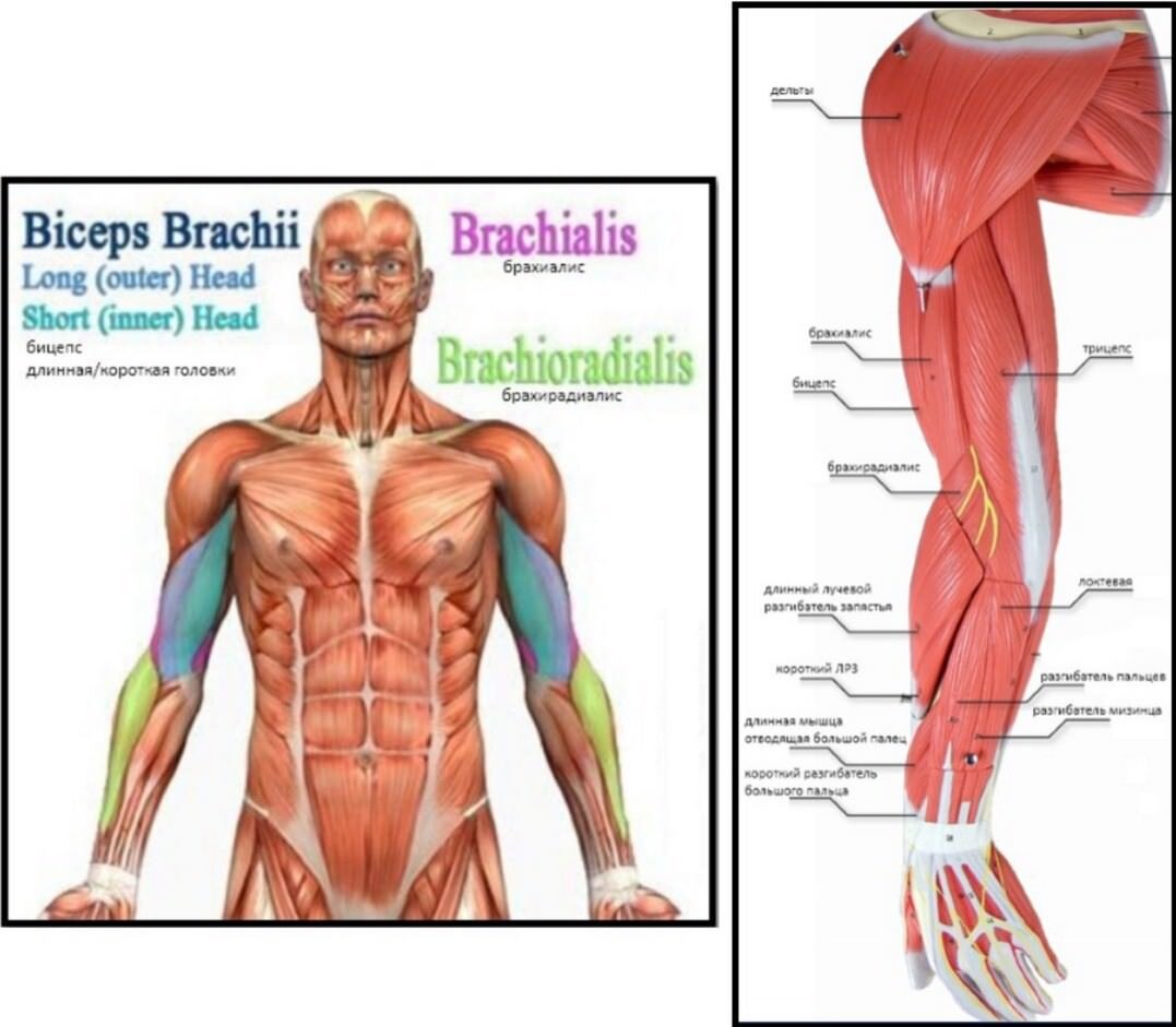 Где бицепс а где трицепс фото