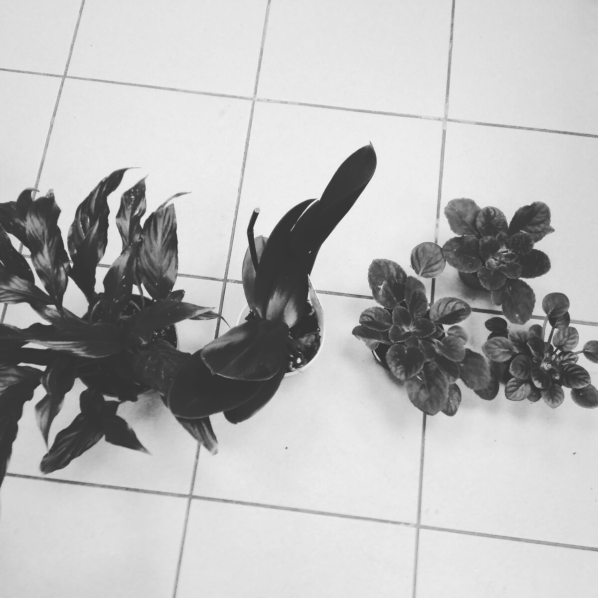 Убийство во ФлораМаркт на Варшавке 