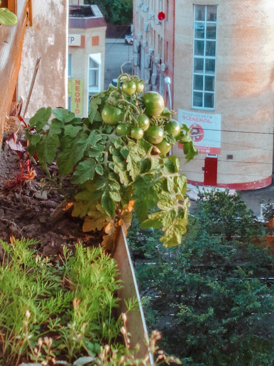 Черри оказались неприхотливыми 