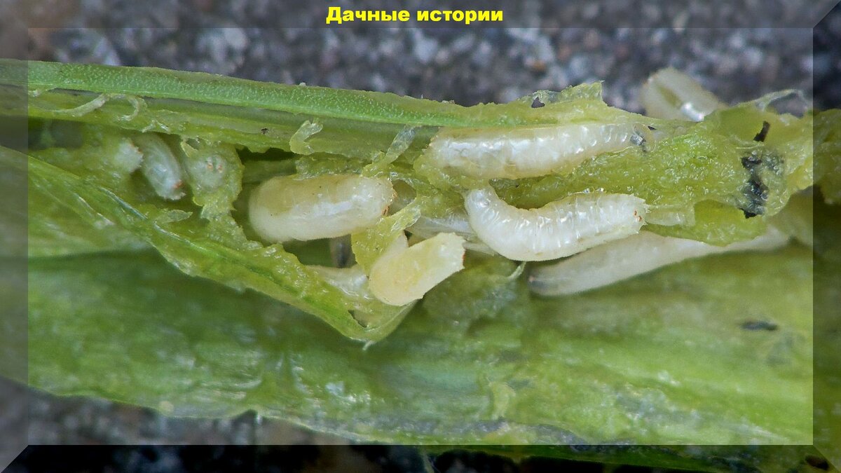 https://vk.com/photo-159774511_457242279