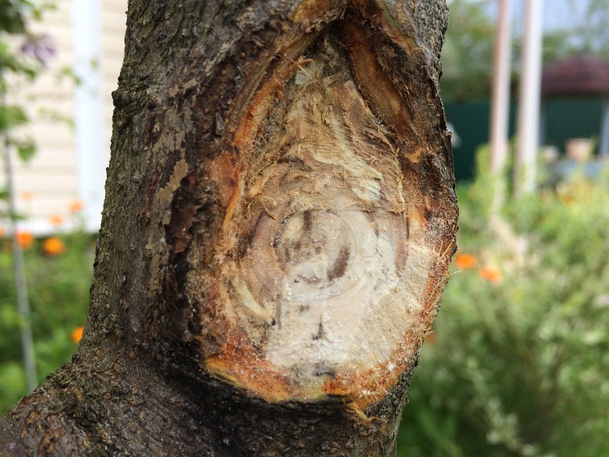 Внизу был здоровый участок, а вверху...начало образовываться дупло.