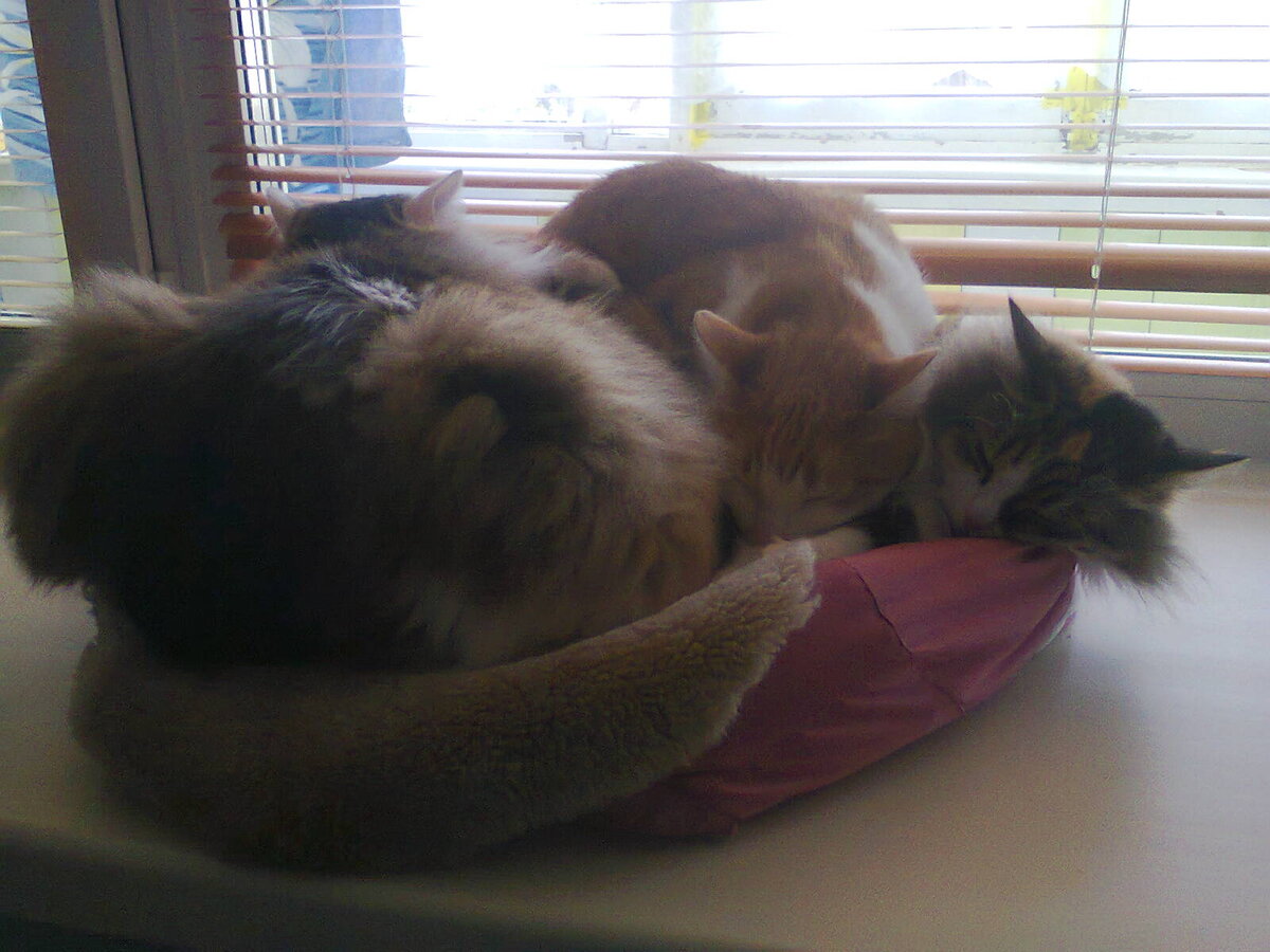 В тесноте, да не в обиде...)))   Фото из личного архива автора.