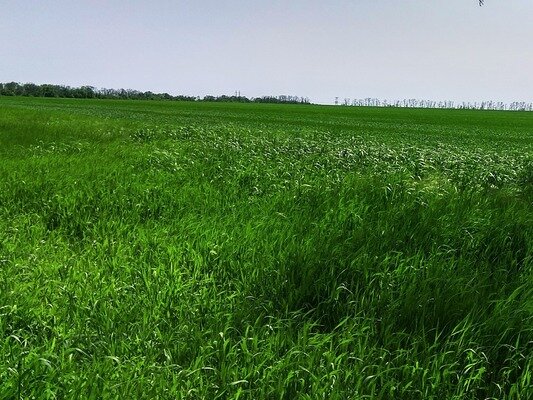 Степные просторы. По дороге из Таганрога на Матвеев Курган. Фото автора