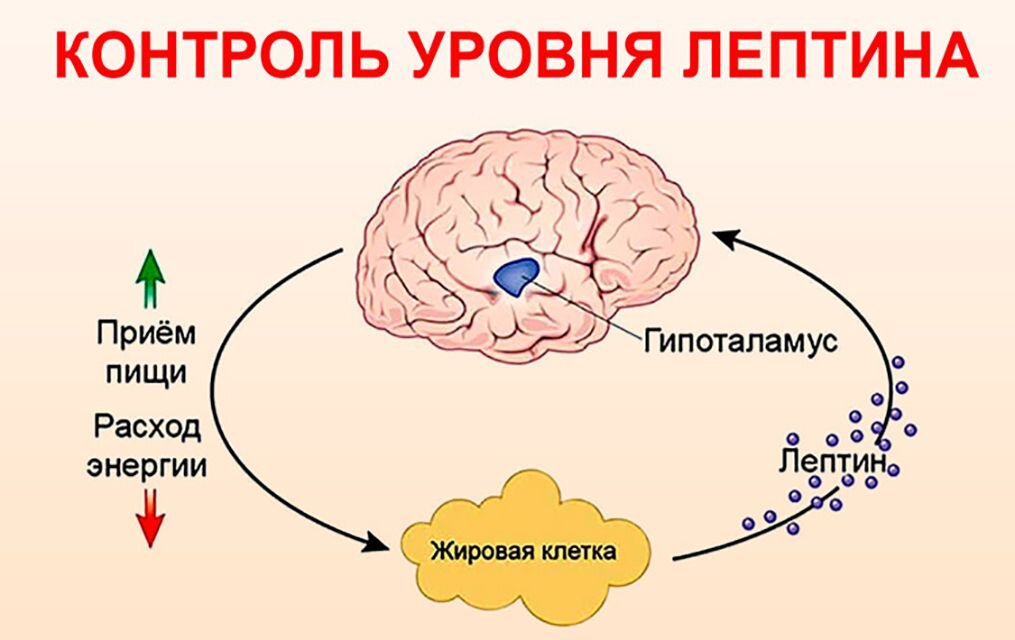 Узнайте, почему возникает трясение от голода и как с этим бороться