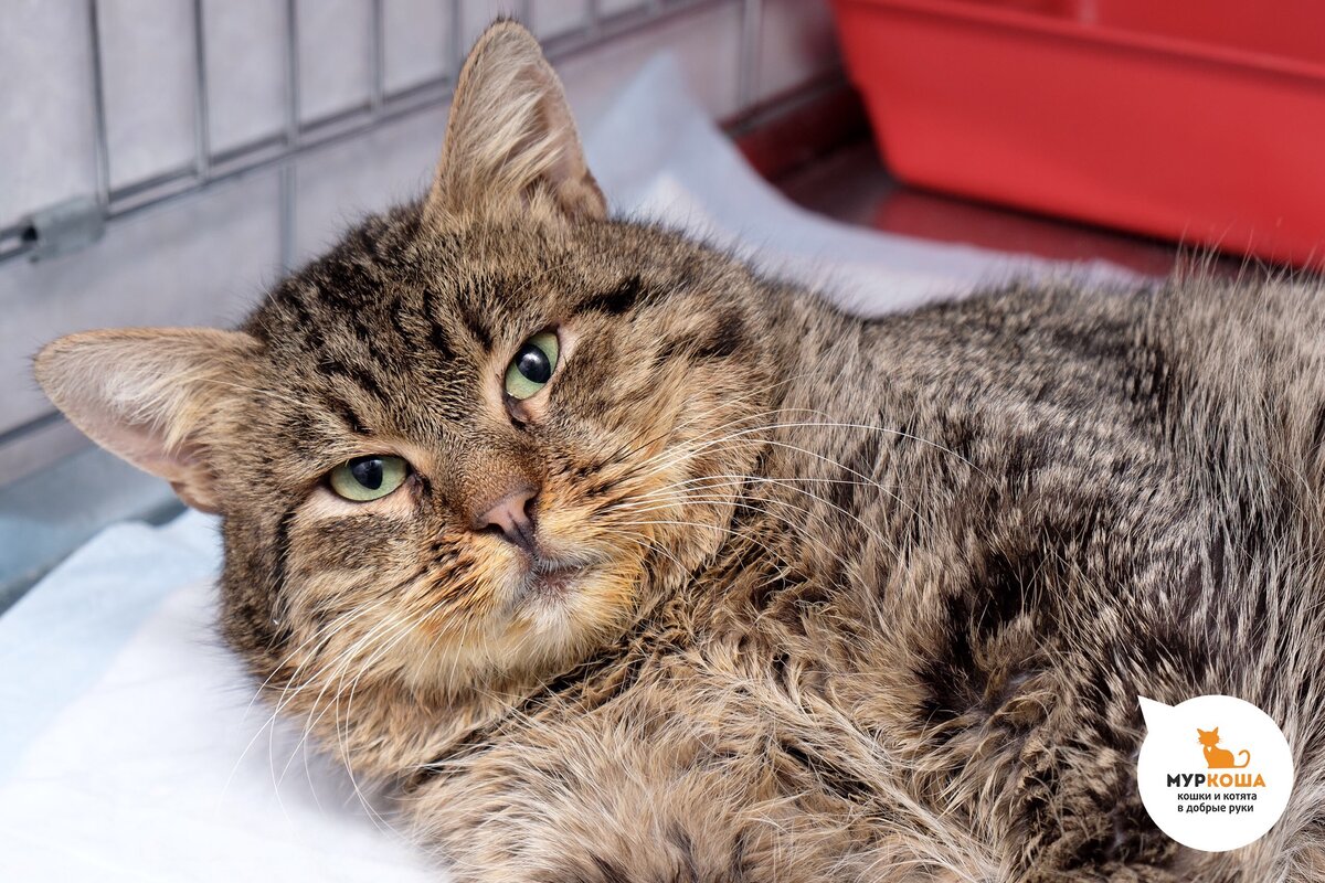 котенок в добрые руки мурманск